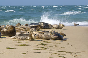 Seals on Nantucket Beach