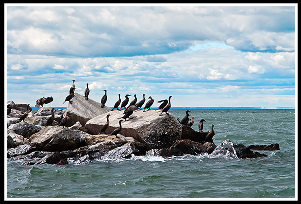 cormorants on a rock