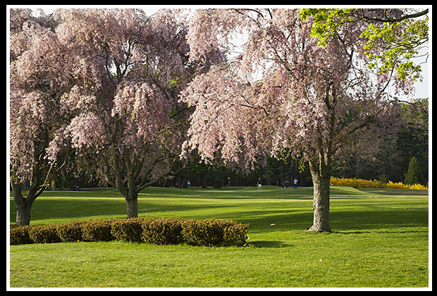 blossoming trees at Goddard State Park
