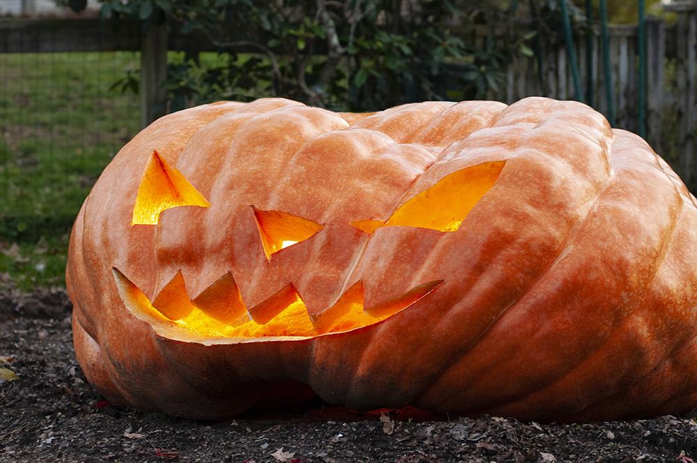 Giant Pumpkin Lit with Scary Face in New England