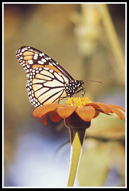 monarch butterfly on flower