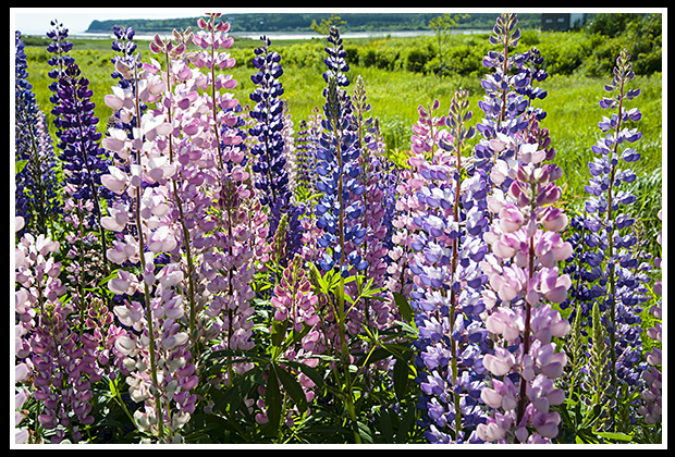 lupine flowers