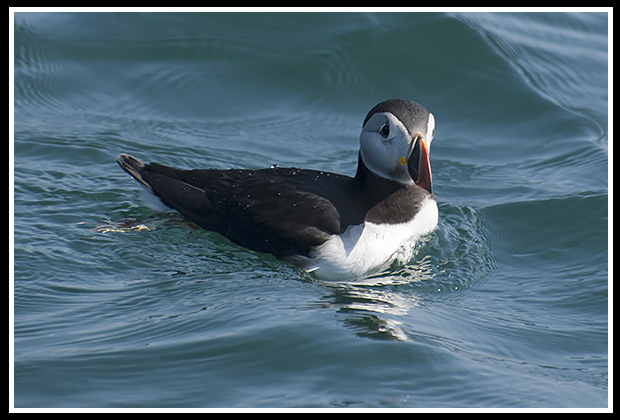 puffin swimming nearby