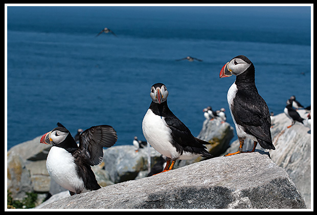 puffins