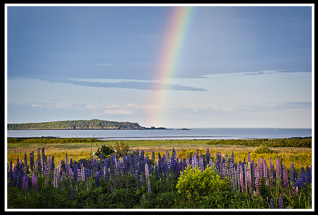 rainbow over lupine flowers