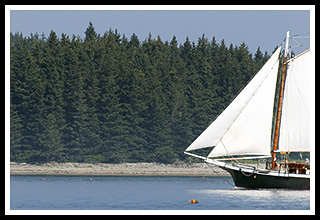 schooner windjammer appraoching Maine island of evergreen trees