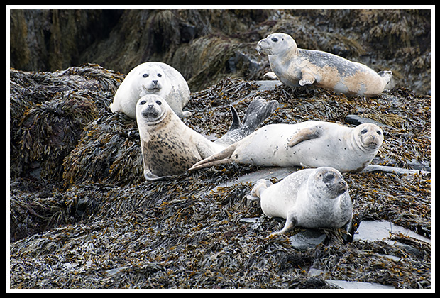 seals relaxing on rocks at low tide