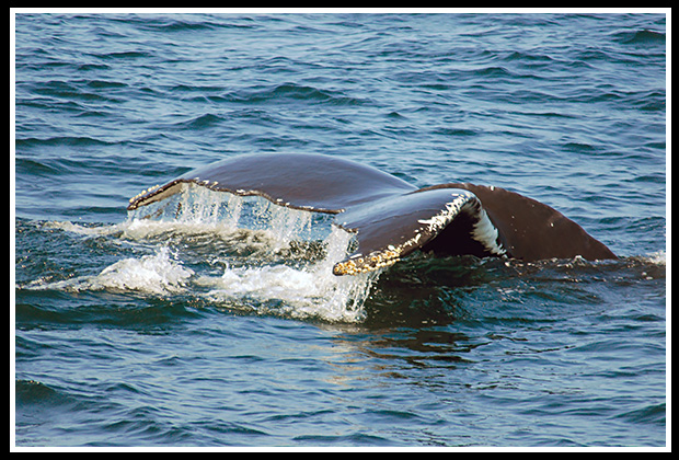 tail of humpback whale