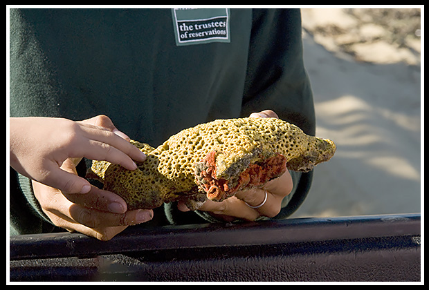 cape poge nature education