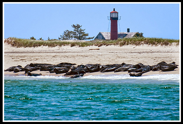 seals on beach near Monomoy lighthouse