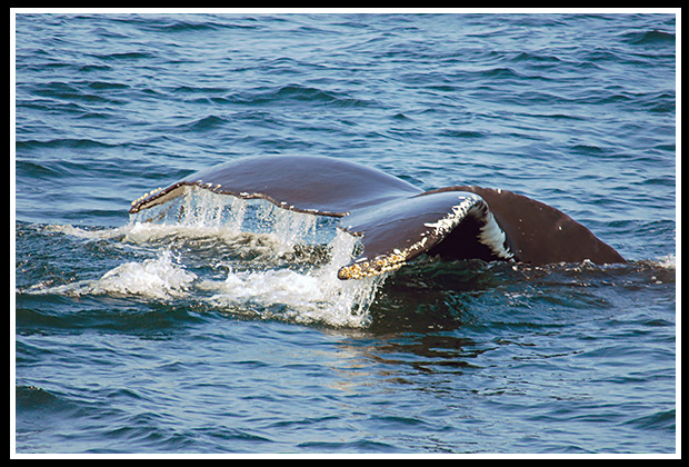 whale's tail