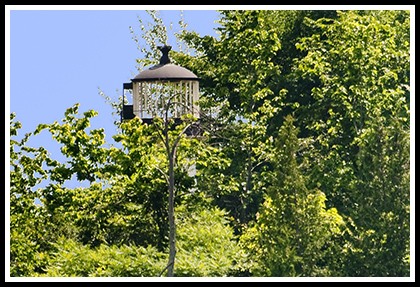 Juniper Island lighthouse engulfed in trees