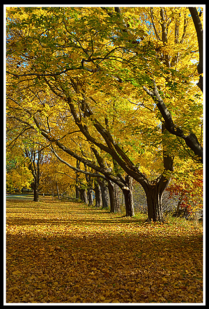 autumn at Odiorne Park trails in the woods