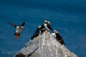 Puffins_SC2912