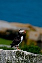 Puffins_SC2917