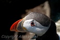 Puffins_SC2928