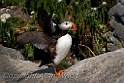 Puffins_SC2930